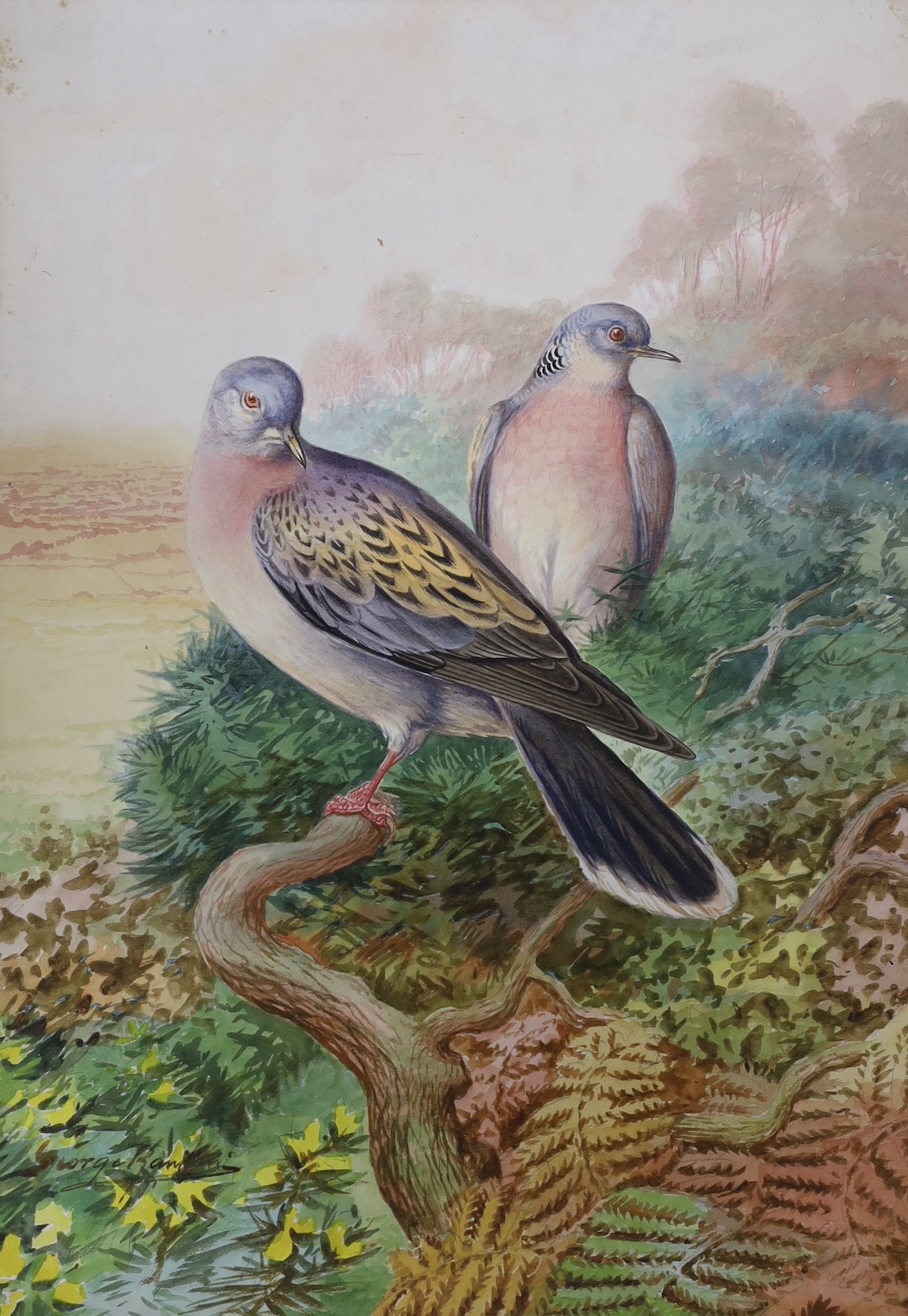 George Rankin (1864-1937), two watercolours, Peacock and Turtle Doves, signed, largest 40 x 29cm, unframed